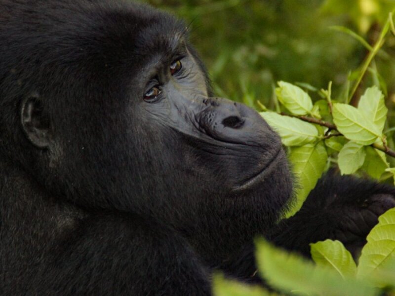 Bwindi gorilla trekking last minute booking