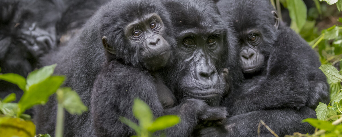 Bwindi gorilla trekking luxury safari packages