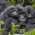 Bwindi gorilla trekking luxury safari packages