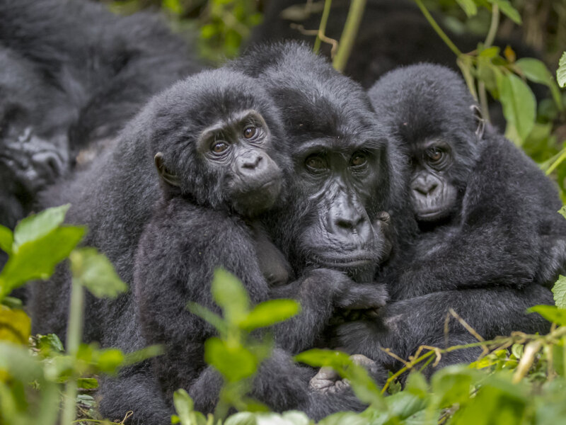 Bwindi gorilla trekking luxury safari packages