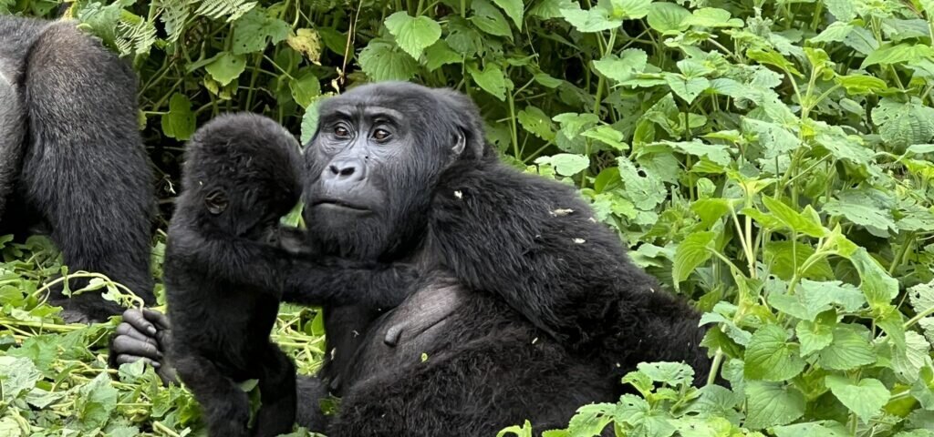 Bwindi gorilla trekking packing list