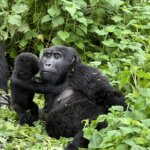Bwindi gorilla trekking packing list