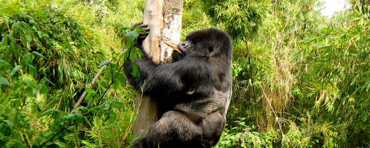 Bwindi gorilla trekking permits availability