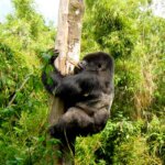 Bwindi gorilla trekking permits availability