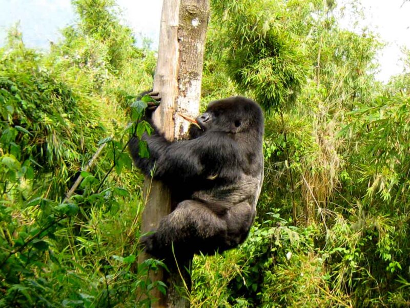 Bwindi gorilla trekking permits availability