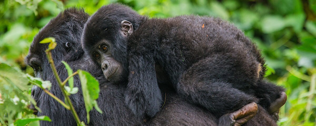 Bwindi gorilla trekking private tours