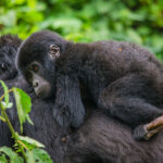 Bwindi gorilla trekking private tours