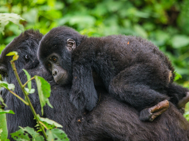 Bwindi gorilla trekking private tours