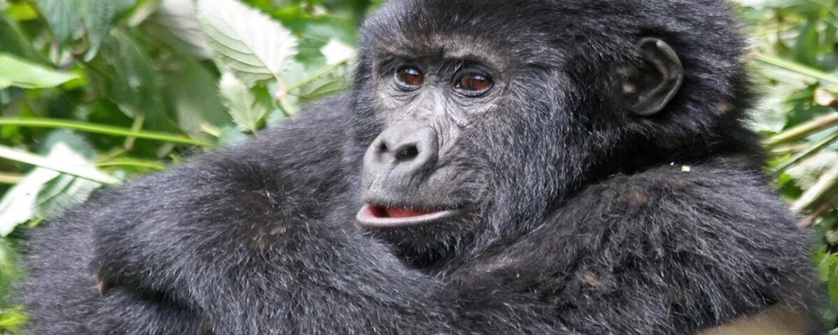 Bwindi gorilla trekking safari booking guide
