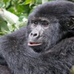 Bwindi gorilla trekking safari booking guide