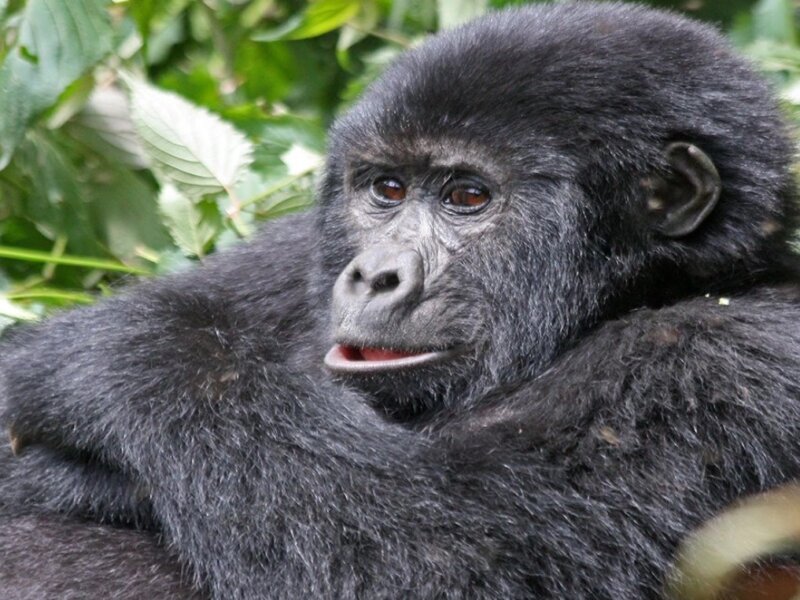 Bwindi gorilla trekking safari booking guide