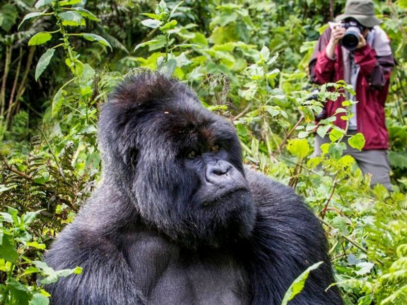 Bwindi gorilla trekking safari cost breakdown