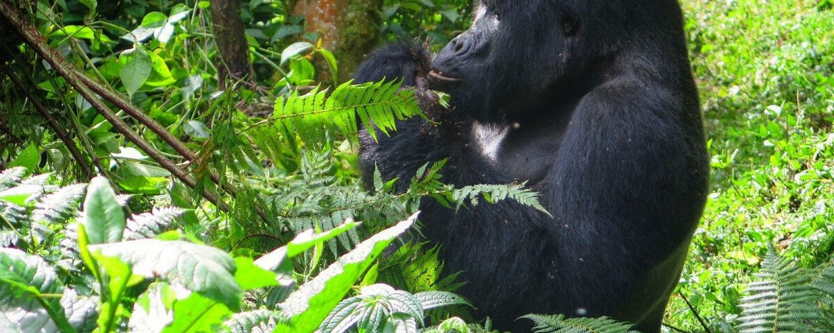 Bwindi gorilla trekking safari deals
