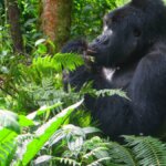 Bwindi gorilla trekking safari deals