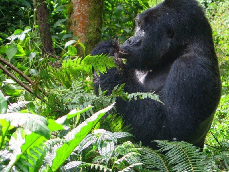 Bwindi gorilla trekking safari deals