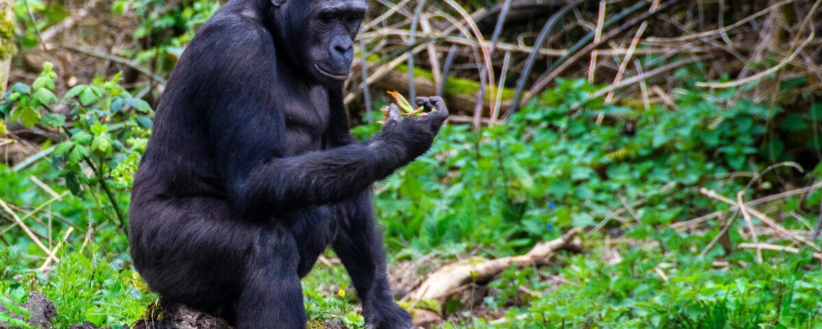 Bwindi gorilla trekking safari itineraries