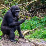 Bwindi gorilla trekking safari itineraries