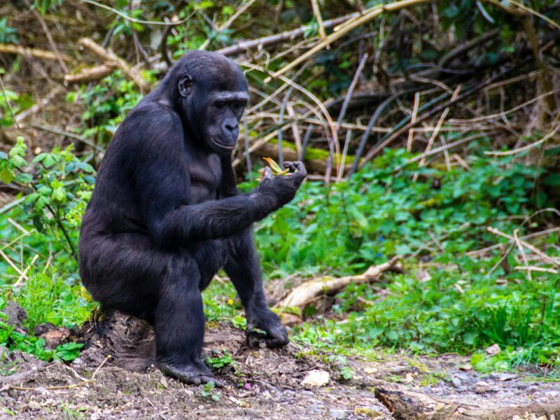 Bwindi gorilla trekking safari itineraries