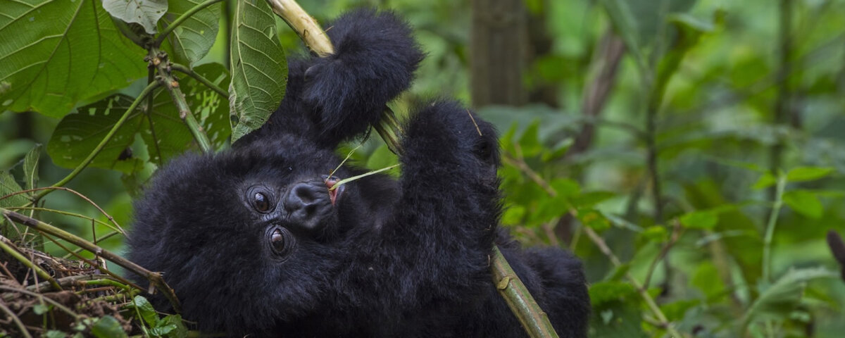 Bwindi gorilla trekking safari packing checklist