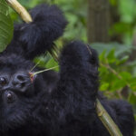 Bwindi gorilla trekking safari packing checklist