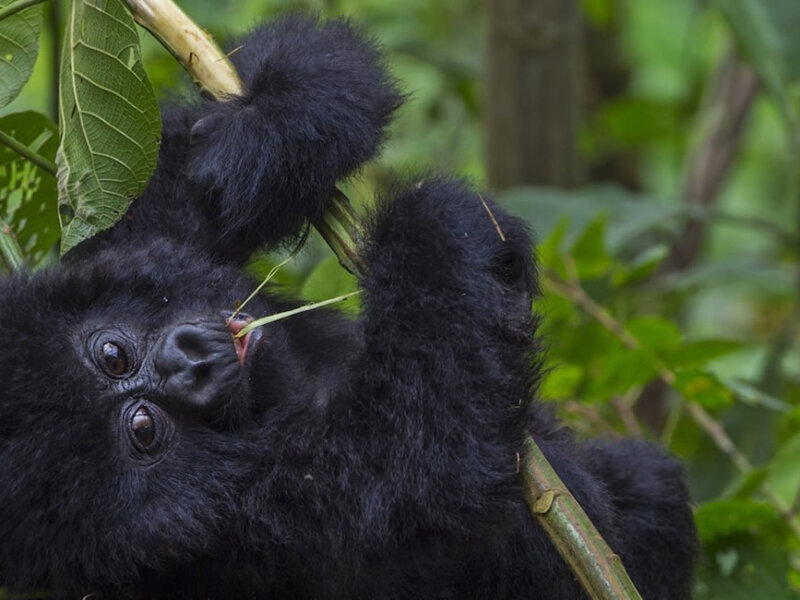 Bwindi gorilla trekking safari packing checklist