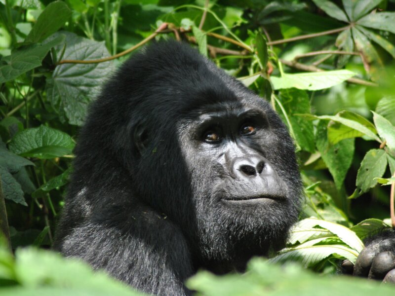 Bwindi gorilla trekking safari planning