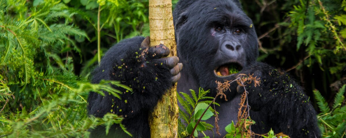 Bwindi gorilla trekking tour operators Uganda