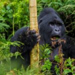 Bwindi gorilla trekking tour operators Uganda