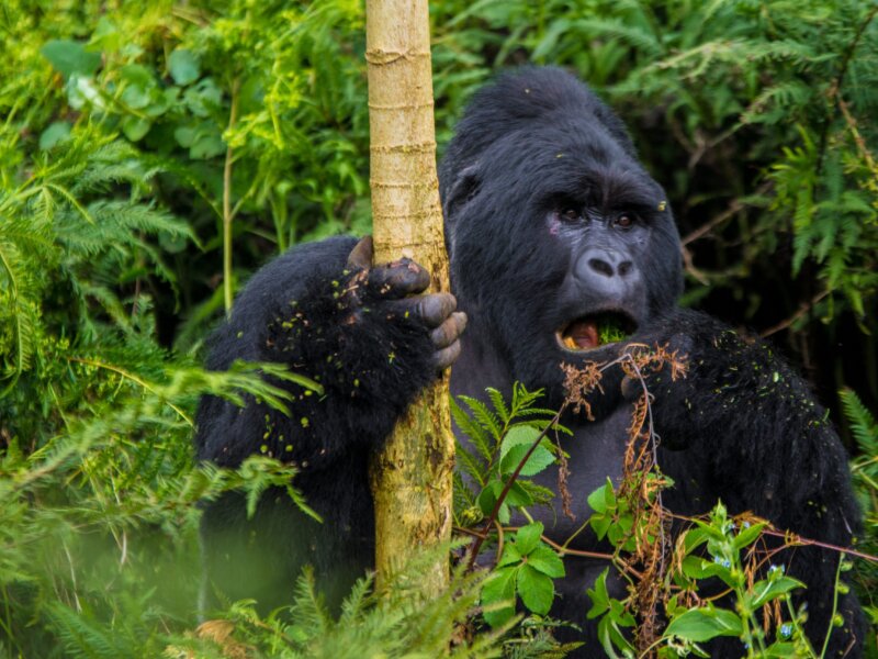 Bwindi gorilla trekking tour operators Uganda