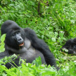 Bwindi gorilla trekking tours from Kampala