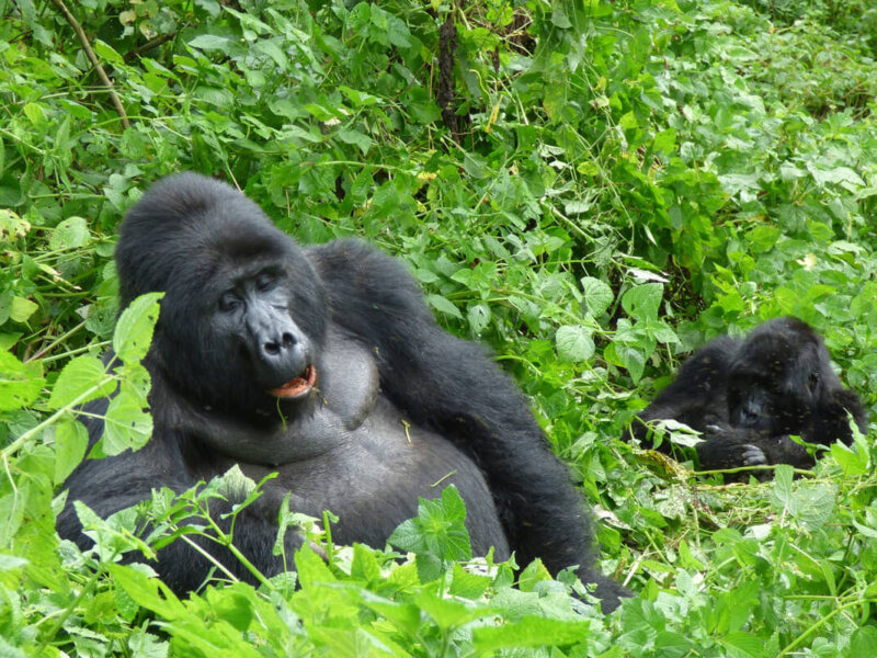 Bwindi gorilla trekking tours from Kampala