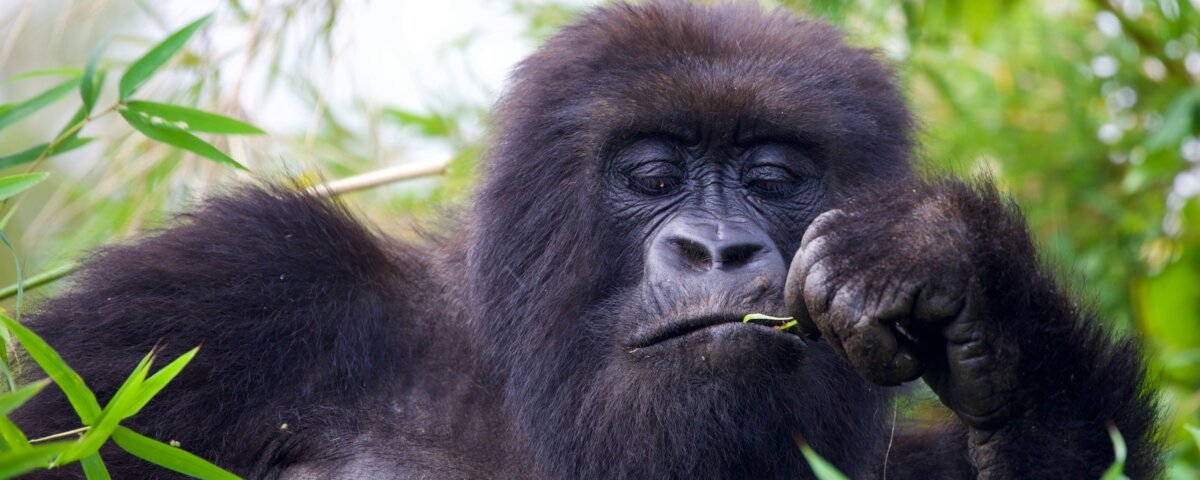 Bwindi gorilla trekking tours from Kigali