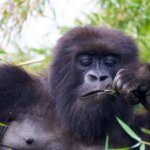 Bwindi gorilla trekking tours from Kigali