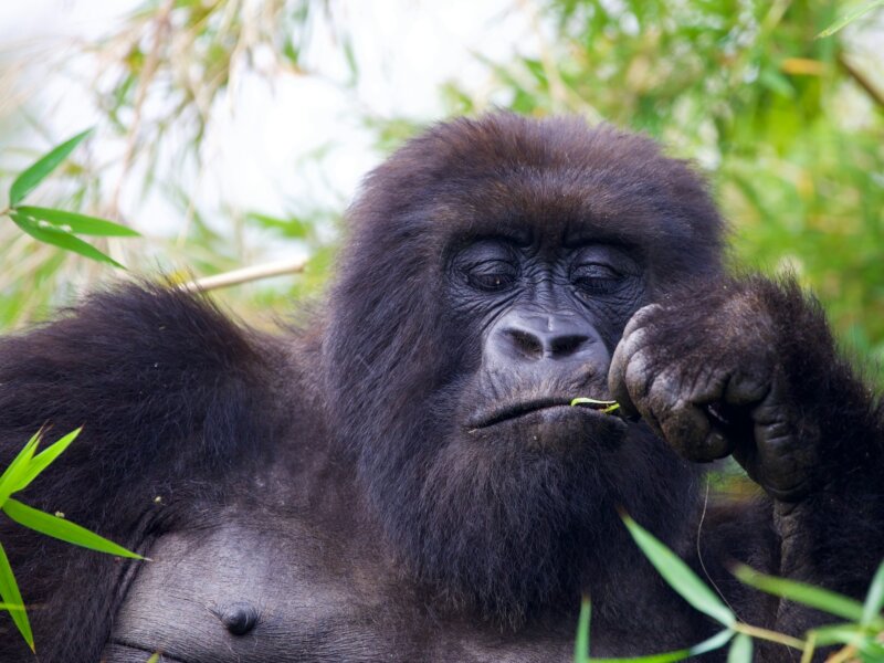 Bwindi gorilla trekking tours from Kigali