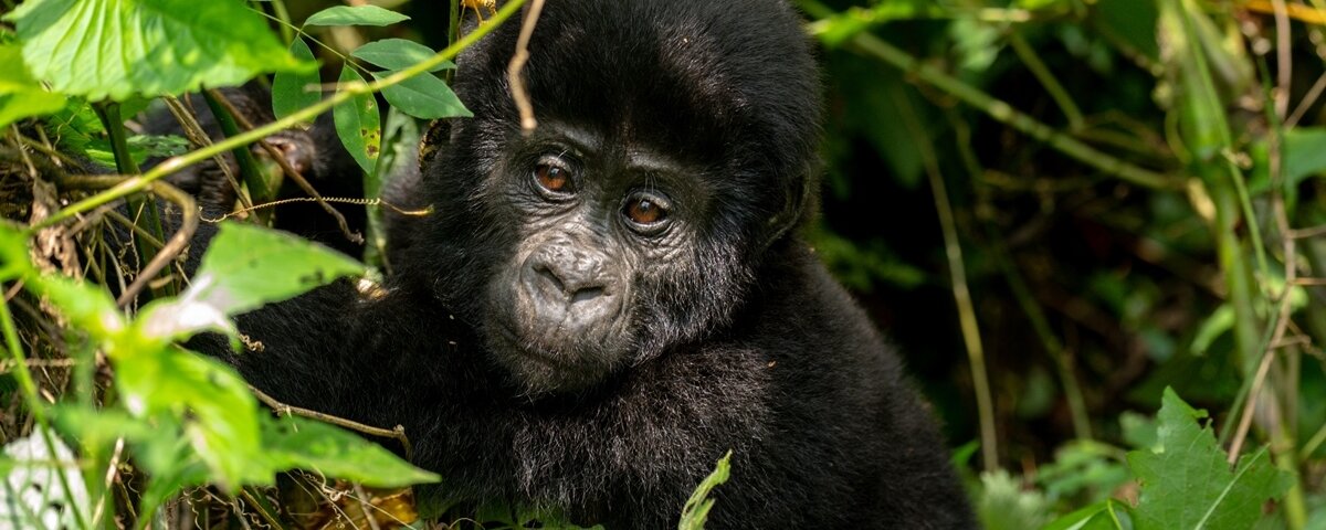 Bwindi gorilla trekking travel guide