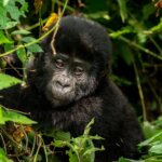Bwindi gorilla trekking travel guide