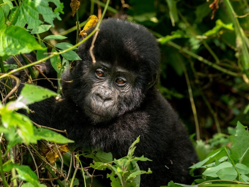 Bwindi gorilla trekking travel guide