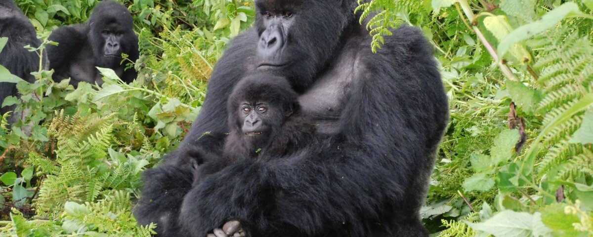 Bwindi gorilla trekking travel packages 2026