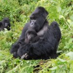 Bwindi gorilla trekking travel packages 2026