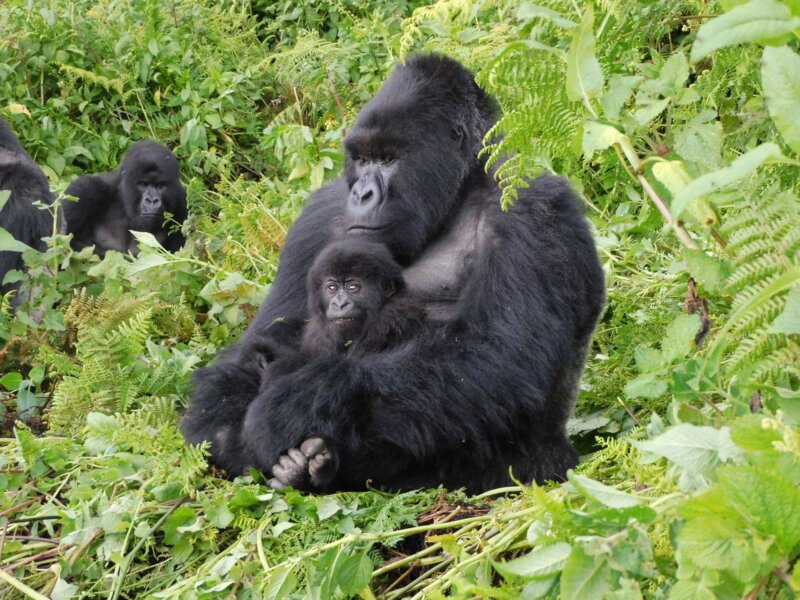 Bwindi gorilla trekking travel packages 2026