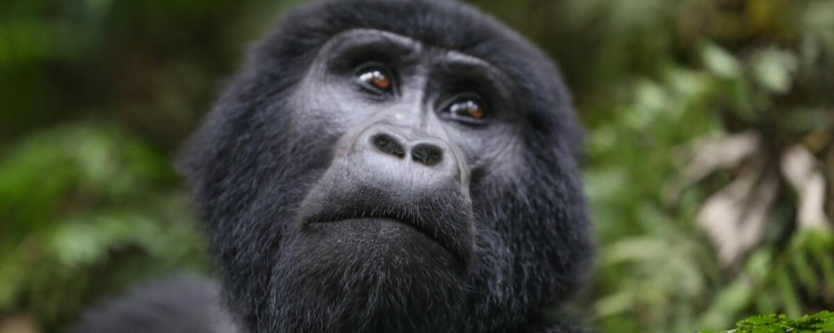 Bwindi gorilla trekking wildlife photography Safari