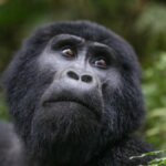 Bwindi gorilla trekking wildlife photography Safari