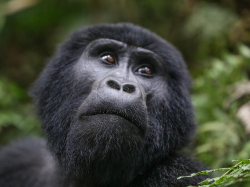Bwindi gorilla trekking wildlife photography Safari