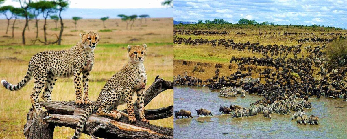 Can You See River Crossings in the Masai Mara?
