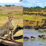 Can You See River Crossings in the Masai Mara?