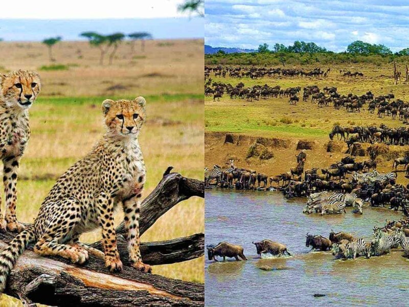 Can You See River Crossings in the Masai Mara?