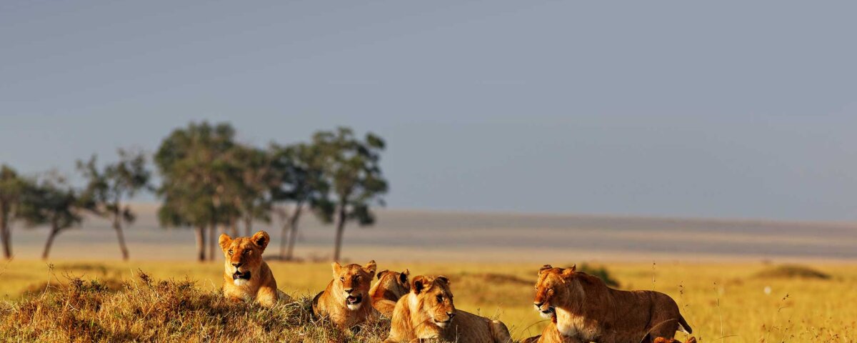 Can You See the Big Five in Masai Mara?