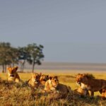 Can You See the Big Five in Masai Mara?