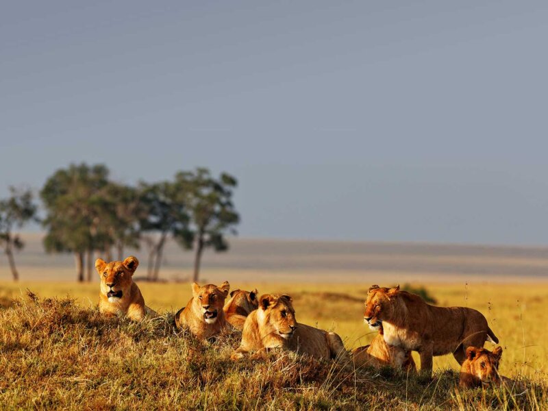 Can You See the Big Five in Masai Mara?