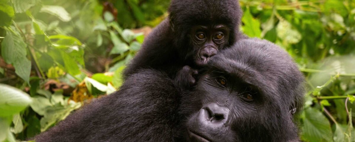 Can children do gorilla trekking in Uganda